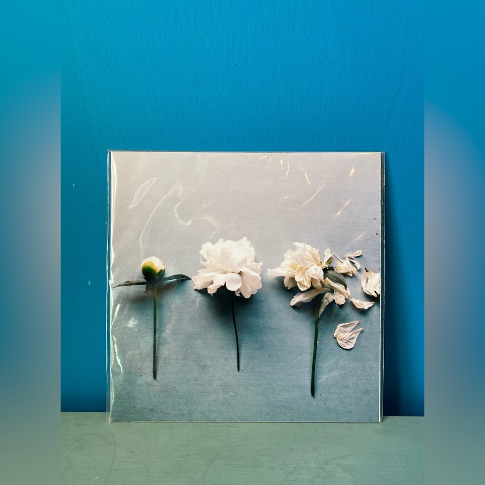 8” by 8” Print of White Peonies